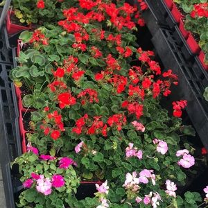 Meet your Posher, Halima